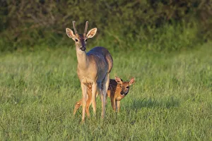 Animal Prints: White-tailed Deer (Colinus virginianus) in grassy habitat