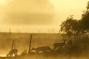 Barrier Prints: White-tailed deer crossing water along fence line at sunrise, Central Florida