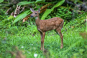 Ungulate Prints: White-tailed deer fawn