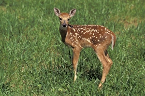Fawn Prints: White-tailed deer fawn