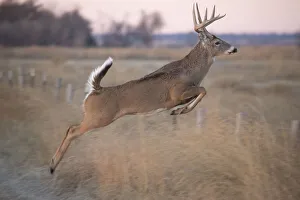 Buck Prints: White-tailed deer jumping a fence at Quivira National Game Refuge, Stafford, Kansas