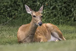 Lying Down Prints: White-tailed deer lying down resting, Kentucky