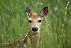 Images Dated 3rd August 2011: White-tailed deer (Odocoileuis virginianus), fawn in tall grass, National Bison Range