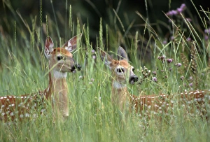 Biology Prints: White-tailed deer (Odocoileuis virginianus) two fawns in tall grass, National Bison Range