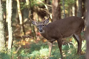 Images Dated 11th November 2005: white-tailed deer, Odocoileus virgianus, buck in Smokey Mountain National Park, Tennessee