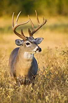 Images Dated 23rd October 2007: White-tailed Deer (Odocoileus virginianus) adult male (buck), autumn, south Texas, USA