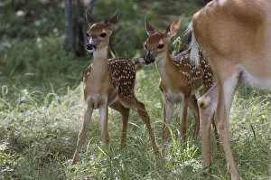 Images Dated 11th June 2007: White-tailed Deer, Odocoileus virginianus, Mother with twin fawns after suckling