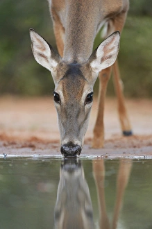 Grassland Prints: White-tailed Deer (Odocoileus virginianus), adult drinking, South Texas, USA