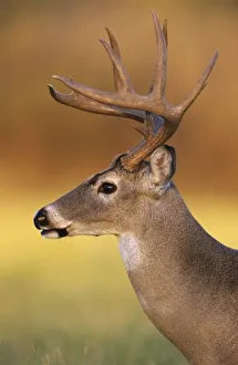 White-tailed Deer, Odocoileus virginianus, Buck, Choke Canyon State Park, Texas, USA