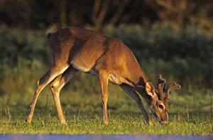 White-tailed Deer, Odocoileus virginianus, adult eating, Willacy County, Rio Grande Valley