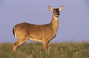 White-tailed Deer, Odocoileus virginianus, buck, Welder Wildlife Refuge, Sinton, Texas