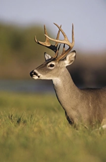 Images Dated 23rd August 2012: White-tailed Deer, Odocoileus virginianus, Buck, Choke Canyon State Park, Texas, USA