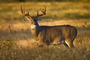 Buck Prints: White-tailed Deer (Odocoileus virginianus) adult male (buck), autumn, south Texas, USA