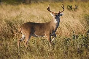 Images Dated 17th November 2008: white-tailed deer (Odocoileus virginianus) alert male watching for danger, in grassland