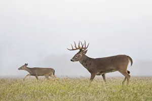 Buck Prints: White-tailed Deer (Odocoileus virginianus) in autumn