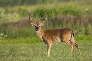 Images Dated 13th July 2018: White-tailed deer (Odocoileus virginianus) buck with antlers in velvet