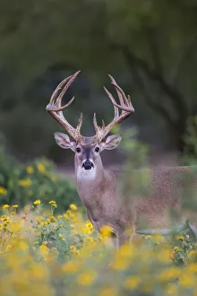 Images Dated 29th September 2015: White-tailed Deer (Odocoileus virginianus) buck in early autumn wildflowers