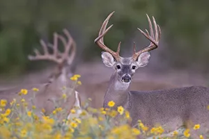 Images Dated 29th September 2015: White-tailed Deer (Odocoileus virginianus) buck in early autumn wildflowers