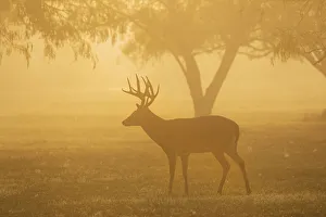 Images Dated 25th January 2021: White-tailed Deer (Odocoileus virginianus) buck standing in morning fog