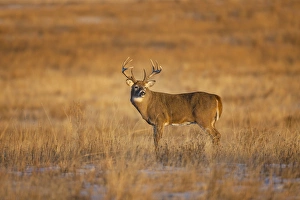 Images Dated 16th November 2014: White-tailed Deer (Odocoileus virginianus) buck standing in prairie grass