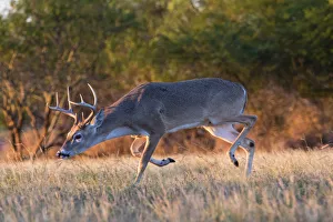 Images Dated 9th January 2016: White-tailed Deer (Odocoileus virginianus) buck trailing doe