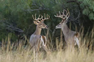 Images Dated 28th September 2015: White-tailed Deer (Odocoileus virginianus) bucks in early autumn