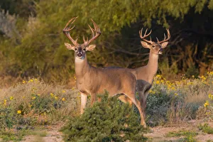 Images Dated 29th September 2015: White-tailed Deer (Odocoileus virginianus) bucks in early autumn