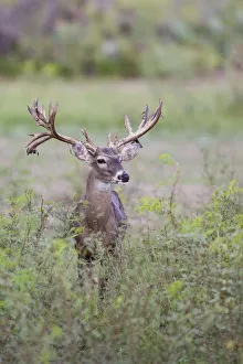 Buck Prints: White-tailed Deer (Odocoileus virginianus) in cactus, grass and thornbrush habitat