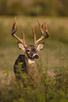 Images Dated 30th October 2013: White-tailed Deer (Odocoileus virginianus) in cactus, grass and thornbrush habitat