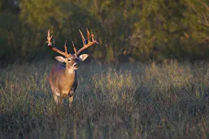 Images Dated 1st November 2013: White-tailed Deer (Odocoileus virginianus) in cactus, grass and thornbrush habitat