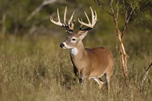 Images Dated 2nd November 2013: White-tailed Deer (Odocoileus virginianus) in cactus, grass and thornbrush habitat