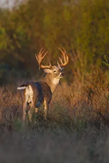 Images Dated 28th October 2015: White-tailed Deer (Odocoileus virginianus) in cactus, grass and thornbrush habitat