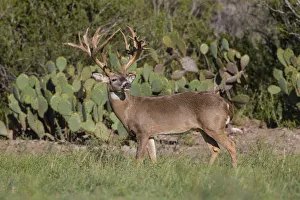 Images Dated 31st October 2013: White-tailed Deer (Odocoileus virginianus) in cactus, grass and thornbrush habitat