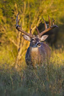 Images Dated 2nd November 2013: White-tailed Deer (Odocoileus virginianus) in cactus, grass and thornbrush habitat