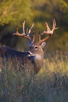 Images Dated 2nd November 2013: White-tailed Deer (Odocoileus virginianus) in cactus, grass and thornbrush habitat