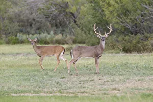 Images Dated 30th October 2013: White-tailed Deer (Odocoileus virginianus) in cactus and grass habitat