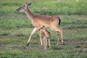 Images Dated 17th July 2018: White-tailed deer (Odocoileus virginianus) doe and fawn