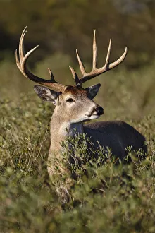 White-tailed Deer (Odocoileus virginianus) dominant male