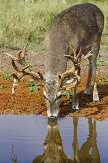 Images Dated 31st October 2013: White-tailed Deer (Odocoileus virginianus) drinking