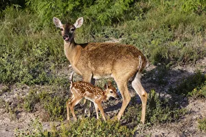 White-tailed deer (Odocoileus virginianus) fawn nursing from mother