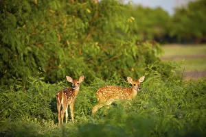Images Dated 13th July 2018: White-tailed deer (Odocoileus virginianus) fawn resting in cover