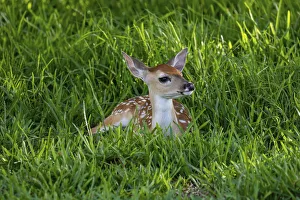 Images Dated 13th July 2018: White-tailed deer (Odocoileus virginianus) fawns resting in cover