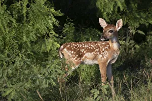 Images Dated 19th July 2018: White-tailed deer (Odocoileus virginianus) fawns resting in cover