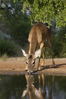 Images Dated 24th August 2010: White-tailed Deer (Odocoileus virginianus) female drinking at ranch pond in south Texas