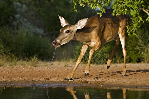 Images Dated 24th August 2010: White-tailed Deer (Odocoileus virginianus) female drinking at ranch pond in south Texas