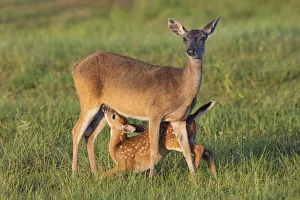 Images Dated 29th June 2021: White-tailed Deer (Odocoileus virginianus) female with young