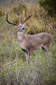Neck Prints: White-tailed deer (Odocoileus virginianus) male