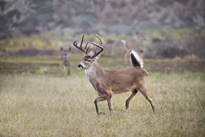 White-tailed deer (Odocoileus virginianus) male