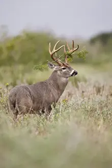 Images Dated 21st December 2008: white-tailed deer (Odocoileus virginianus) male with branch hung in antlers, in grassland