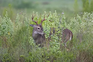 White-tailed Deer (Odocoileus virginianus) male browsing on tall weeds